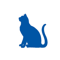 Derm protokol - kočka