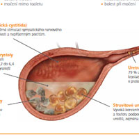 Feline – A2 plakát – Onemocnění dolních močových cest